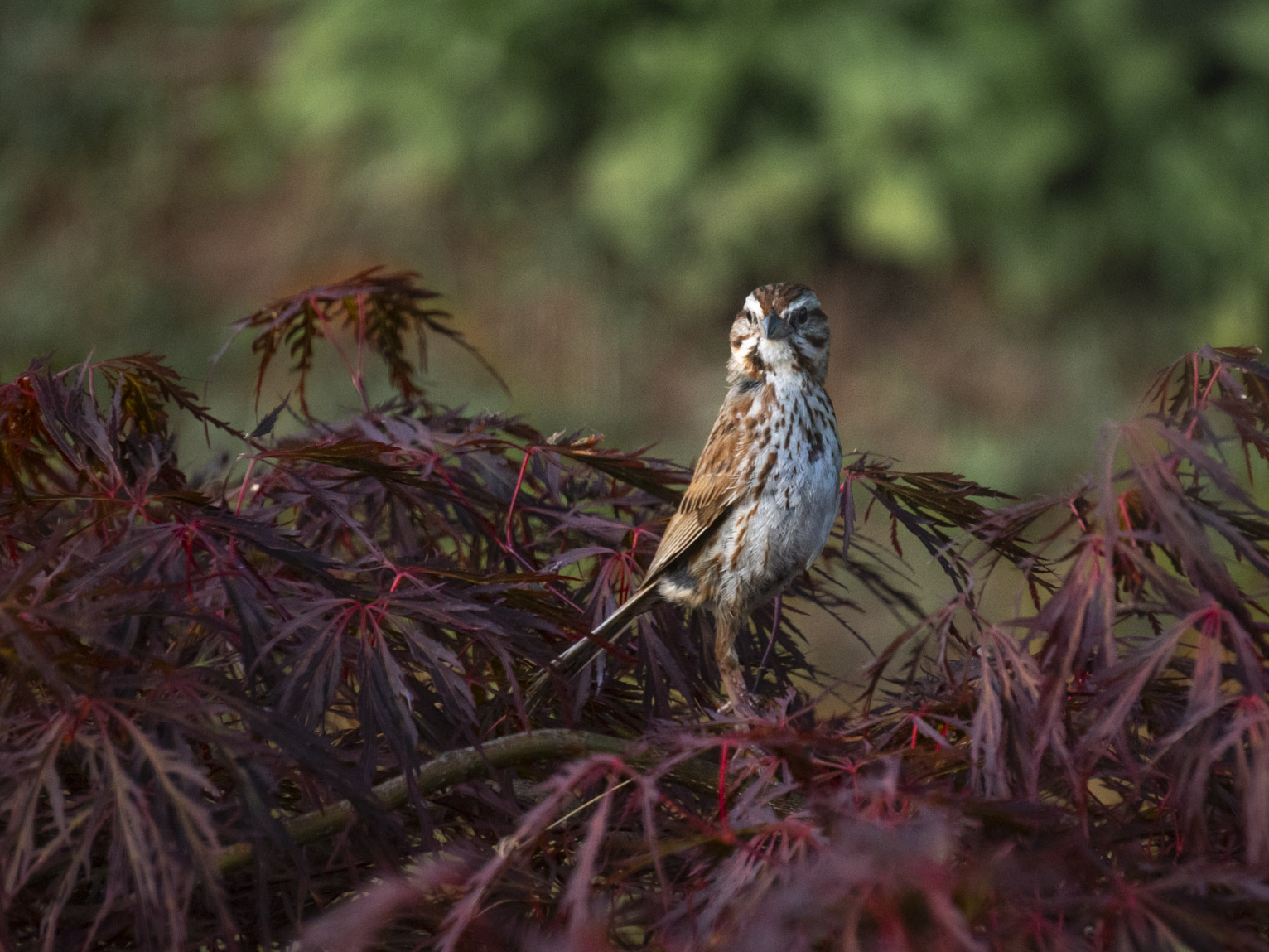 A song sparrow lifts up its head dramatically from its perch on a Japanese maple